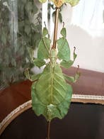 Insecte Support de corps entier pour taxidermie - Phyllium