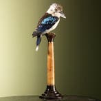 Blauwvleugelkookaburra Taxidermie Opgezette Dieren By Max, Ophalen of Verzenden, Nieuw, Vogel, Opgezet dier