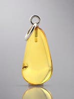 Heldere honingamberhanger - parasitaire wesp -