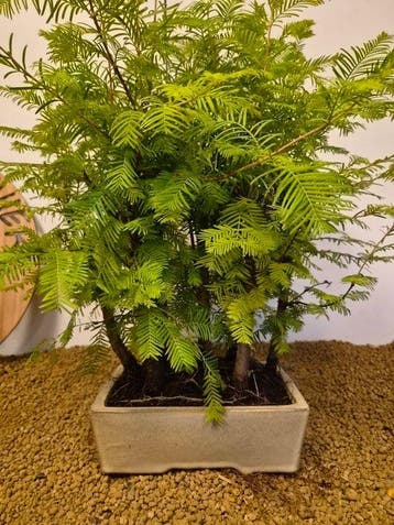 Kustmammoetboom bonsai (Sequoia) - Hoogte (boom): 52 cm -