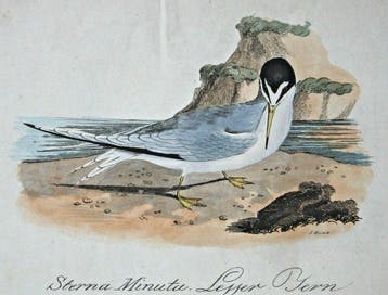 Thomas Pennant - Thomas Pennant Britisch Zoology, Vol.II.