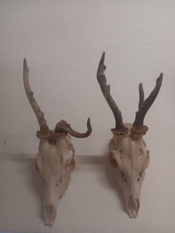Ree Schedel - capreolus capreolus - 34 cm - 15 cm - 18 cm-