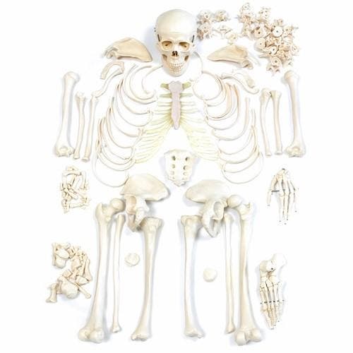 Anatomisch model; ongemonteerde skeletset ST-ATM 10, Divers, Matériel Infirmier, Envoi
