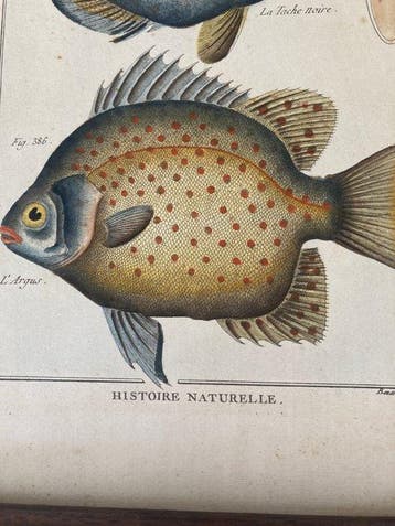 Robert Bénard (XVIII) - Histoire Naturelle