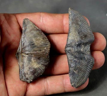Set van 2 fijne natuurlijke brachiopoden - Gefossiliseerd