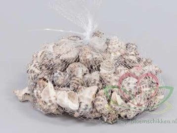 Thais Rustica Schelpen 350 gram, Nieuw