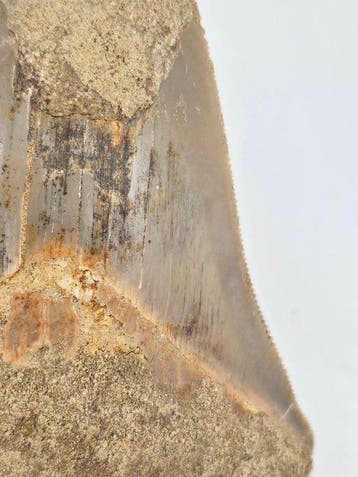 Mégalodon - Dent fossile - 11 cm (Sans prix de réserve)