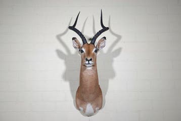 Impala Support mural pour taxidermie - Aepyceros melampus -