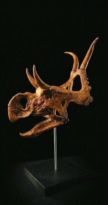 Diabloceratops Taxidermie replica montage - DIABLOCERATOPS