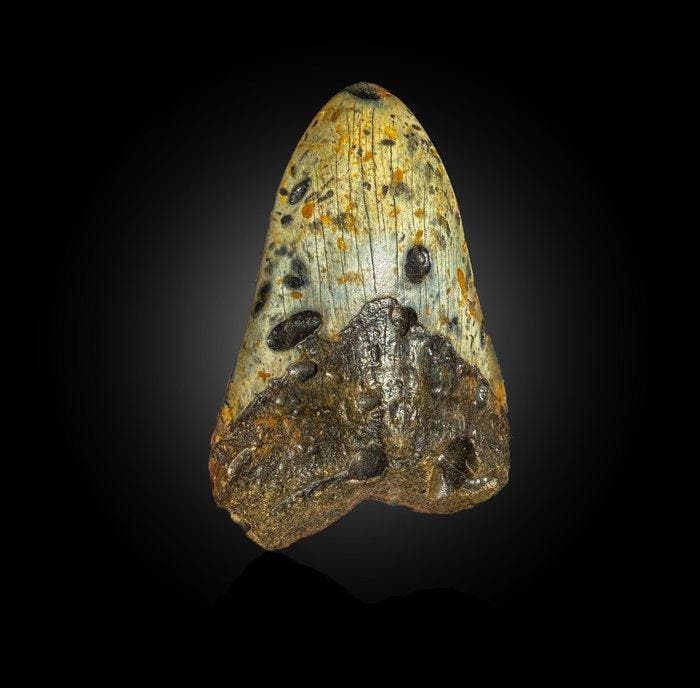 Fossiel wolharige mammoet tand – Gepolijst kiesfragment, Collections, Minéraux & Fossiles