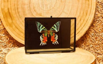Vlinder Taxidermie volledige montage - Urania ripheus - 12