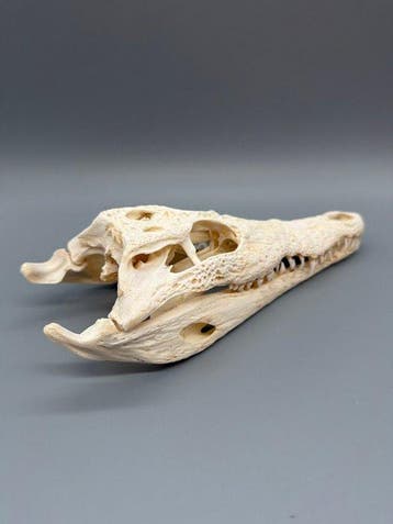 Nijlkrokodil Schedel - Crocodylus niloticus - 6 cm - 10 cm -, Verzamelen, Dierenverzamelingen, Nieuw