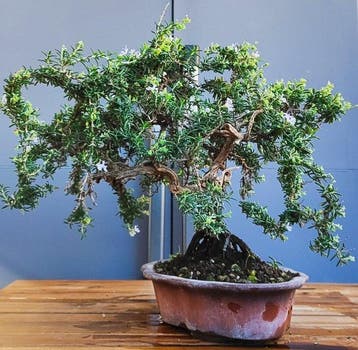 Bonsai van Romero - Hoogte (boom): 30 cm - Diepte (boom): 39