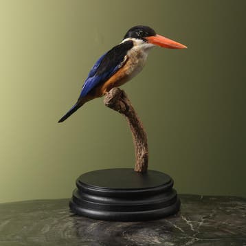 Zwartkapijsvogel Taxidermie Opgezette Dieren By Max, Ophalen of Verzenden, Opgezet dier