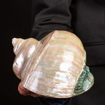 Qualité supérieure - Coquille turban perlée - Coquille