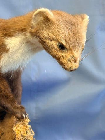 Faina Support de corps entier pour taxidermie - Martes foina