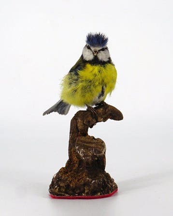 Cinciarella Taxidermie volledige montage - Cyanistes, Nieuw