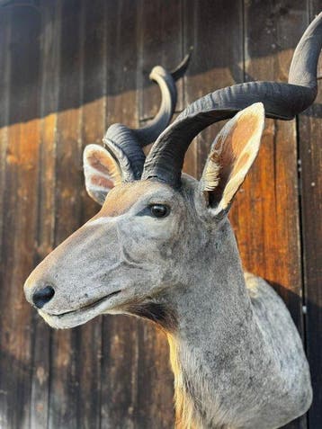 Great Koudou Taxidermie hoofdmontage - Tragelaphus