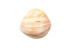 Heart Cockle - volledige schelp (2 helften) Skelet - Glossus, Verzamelen, Dierenverzamelingen, Nieuw