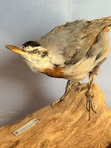 Krüpers metselaars-hamer Taxidermie volledige montage -, Nieuw