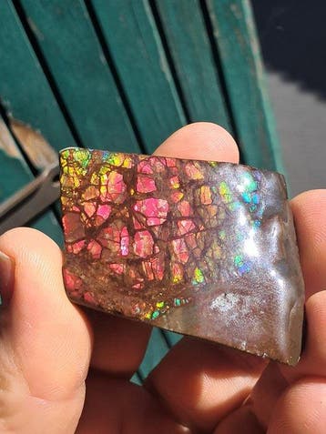 Ammolite - Fragment fossilisé - Placenticeras - 5.3 cm - 4.3