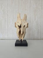 geitenkaas Taxidermie volledige montage - Capra hircus - 35, Nieuw