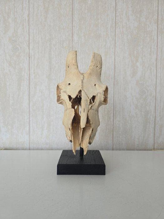 geitenkaas Taxidermie volledige montage - Capra hircus - 35, Verzamelen, Dierenverzamelingen