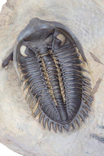 Préparation ventrale du trilobite - Carapace fossilisée -