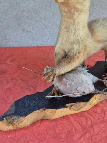 Martre - Taxidermie wandmontage - Martes martes - grand, Nieuw