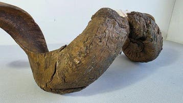 Schaap Schedel met gewei - Ram - 20 cm - 68 cm - 30 cm-