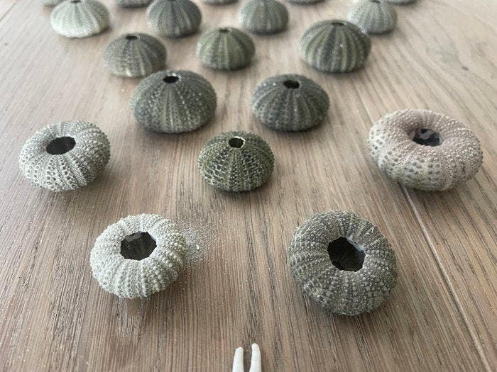 Zee-egel - Gefossiliseerde schelp - echinoidea species, Verzamelen, Dierenverzamelingen