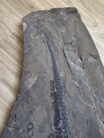 Ichthyosaurus - Fossiel skelet - Rare Fossil - Mixosaurus