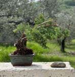 Jeneverbes bonsai (Juniperus) - Hoogte (boom): 15 cm -