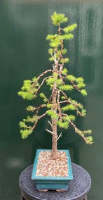 Spar bonsai (Picea) - Hoogte (boom): 57 cm - Diepte (boom):