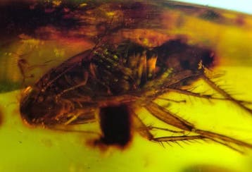 FOSSlL-AMAZING!! Dominicaans amber- 11.23 g