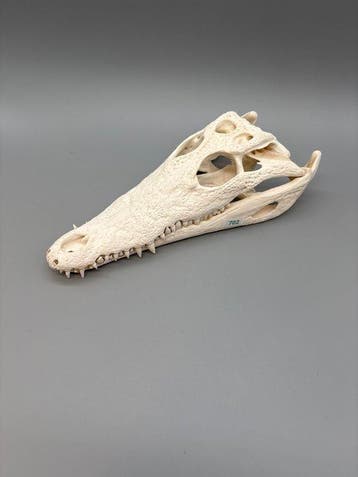 Nijlkrokodil Schedel van een reptiel - Crocodylus niloticus