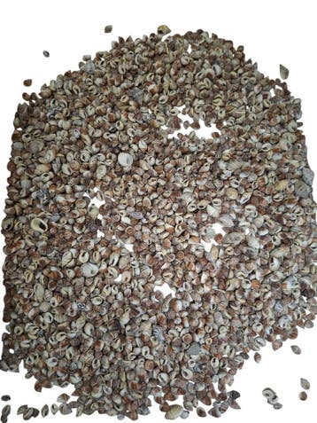 Nutmeg schelpen Naturel, Nieuw