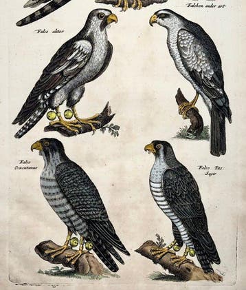 Matthäus Merian (1593-1650) - hand coloured folio: Falcons,