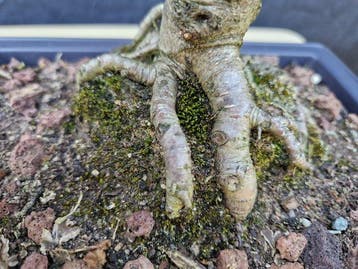 Berkeboom bonsai (Betula pendula) - Hoogte (boom): 29 cm -