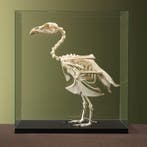 Auerhoen Skelet Taxidermie Opgezette Dieren By Max, Ophalen of Verzenden, Opgezet dier