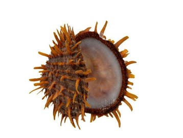 Verzamelitem: oranjekleurige stekelmossel (Spondylus, Nieuw