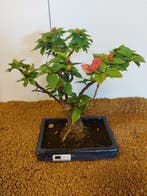 Bougainvillea bonsai (Bougainvillea glabra) - Hoogte (boom):