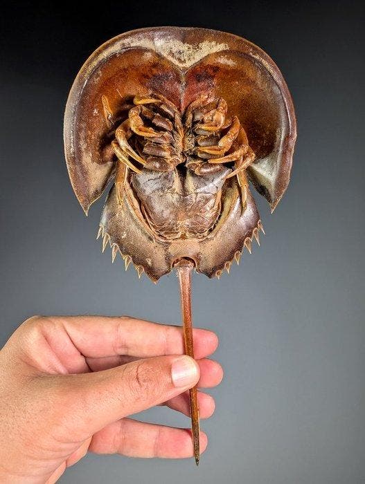 Limule des mangroves Carapace - Carcinoscorpius rotondicauda, Collections, Collections Animaux
