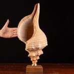 Zeldzame Triplofusus giganteus - Zeeschelp - Triplofusus