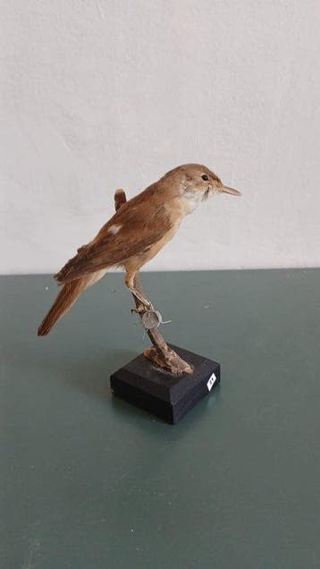 Cannaiola verdognola Support de corps entier pour taxidermie, Nieuw