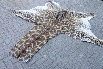 Girafe du Nord Support de corps entier pour taxidermie -, Nieuw