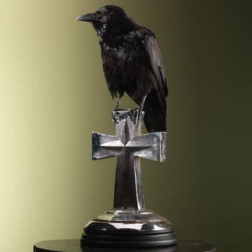 Raaf Taxidermie volledige montage - Corvus corax - 75 cm -