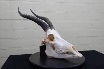 Blesbok Schedel - Damaliscus pygargus phillipsi - 0 cm - 0, Verzamelen, Nieuw