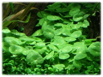 Hydrocotyle verticillata In Vitro, Verzenden, Nieuw