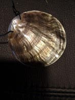 Gepolijst nautilus schelp met gaatje voor hanger of, Nieuw